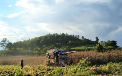TAMCO combined harvester demonstration